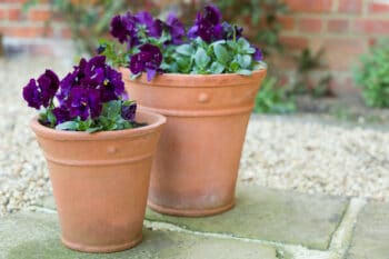 potted pansies