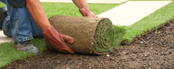 sod installation man unrolling new sod onto topsoil