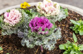 ornamental kale