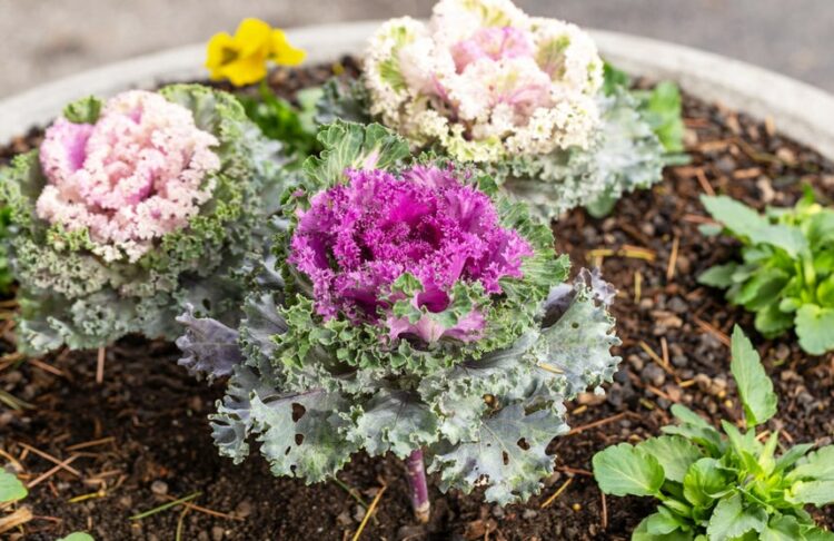 ornamental kale, can you do gardening in winter
