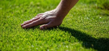 how to top dress a lawn