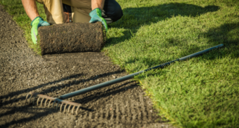 installing sod in lantana texas yard