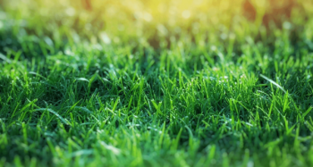 when to apply lawn fertilizer in spring