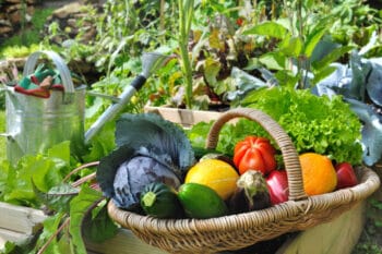 basket of veggies in garden