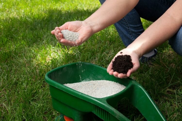 fertilize thin bermuda grass