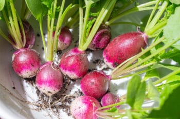 radishes