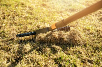 rake up thatch and grass