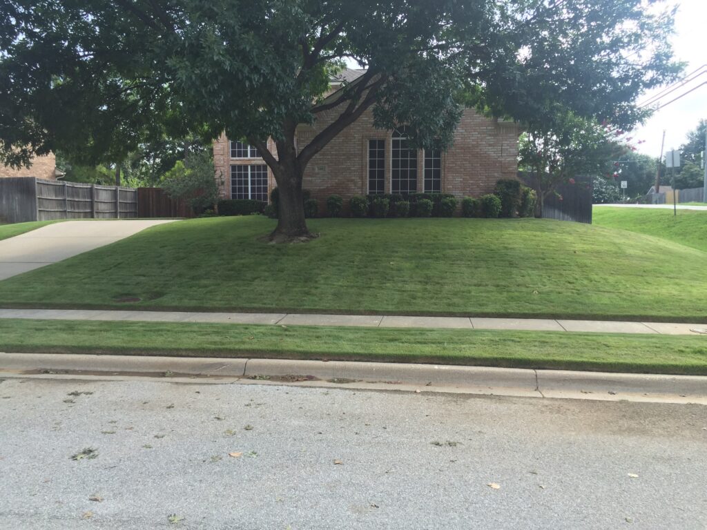 shady front yard