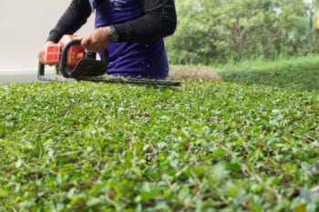 trimming spring bushes