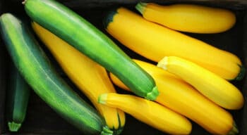 zucchini and summer squash