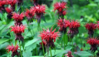 monarda bee 