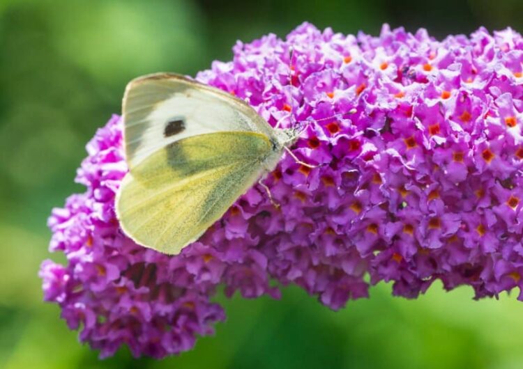butterfly on purple butterfly bush