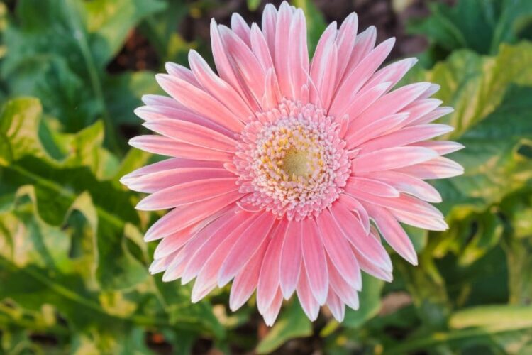pink gerbera daisy
