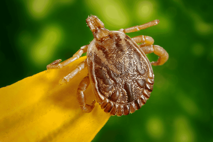 tick in texas