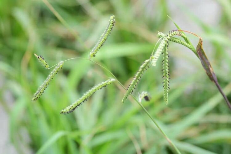 dallisgrass use post emergent weed control