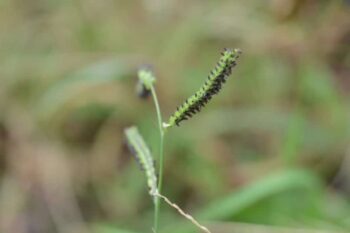 dallisgrass seeds