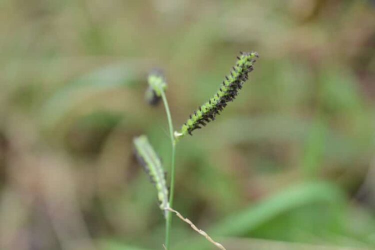 dallisgrass