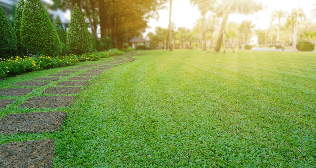 lush, green lawn-lawn care schedule