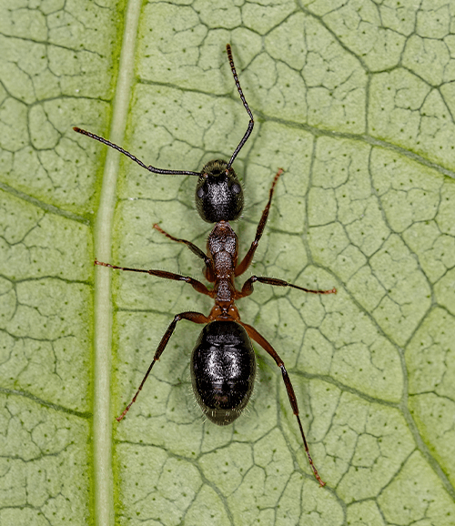 ants on leaf