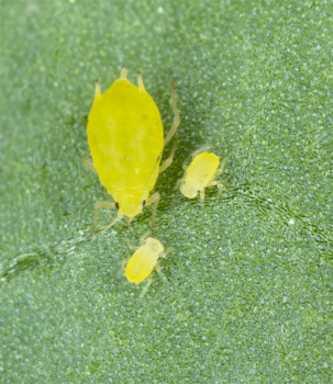 aphids on leaf