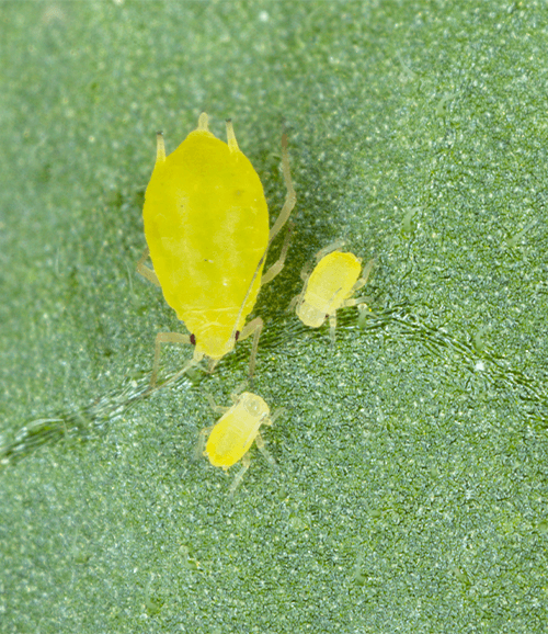 aphids on leaf