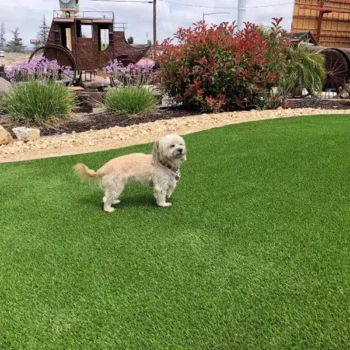 biltright turf safe for pets