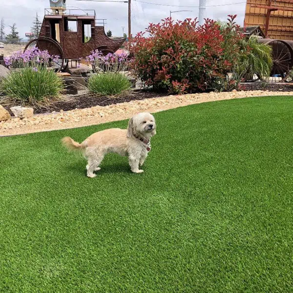 biltright turf safe for pets