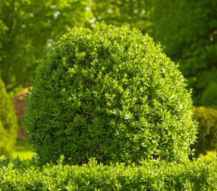 evergreen shrub japanese boxwood