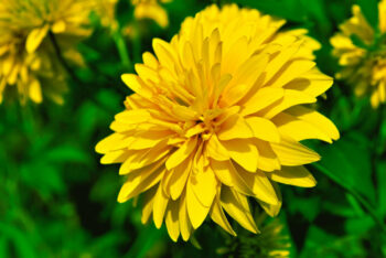 yellow mum-caring for mums