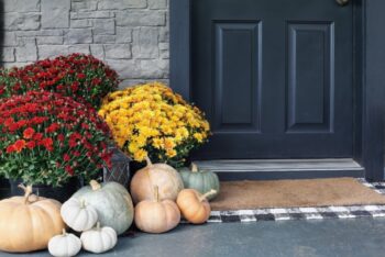 red and yellow chrysanthemums care tips for winter and fall