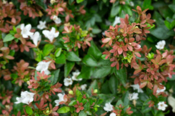 best evergreen shrubs for texas- glossy abelia