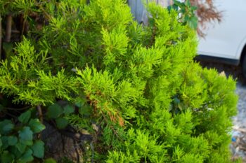 juniper-texas shrub