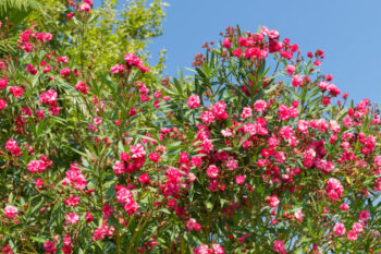 oleander- texas best shrub