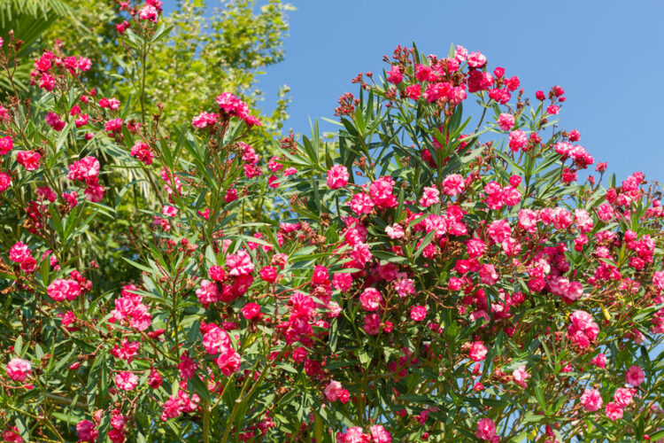 oleander shrub best evergreen shrub