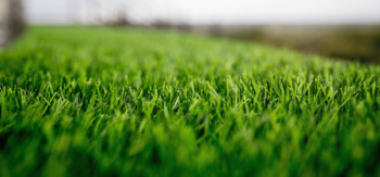 Argyle sod installation service