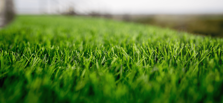 Argyle sod installation service