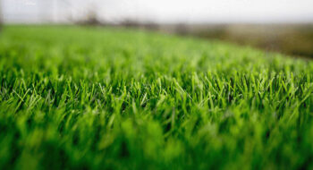 argyle tx weed control lawn fertilization