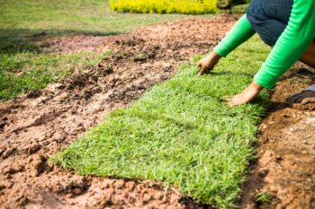 sod installation fixes thin patches of grass