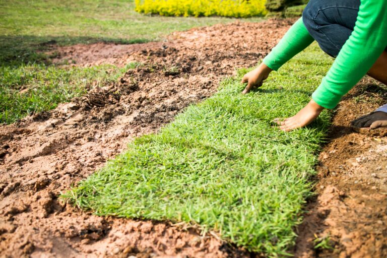 sod installation fixes thin patches of grass