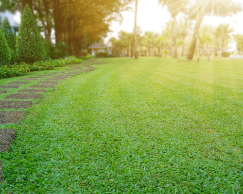 lush, green lawn-lawn care schedule