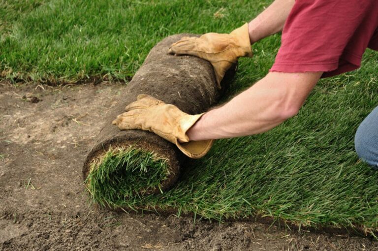 sod installation service prosper texas