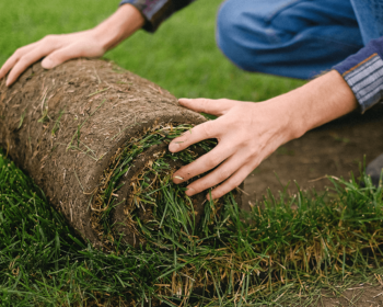 flower mound sod installation