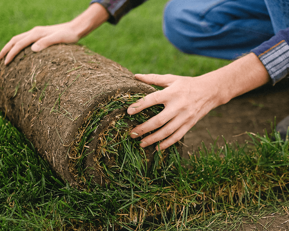 How to remove grass before laying sod
