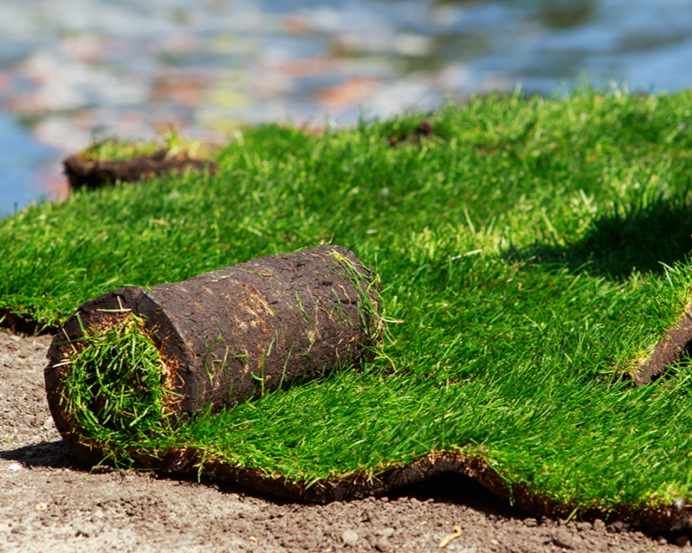 Lewisville sod installation in backyard