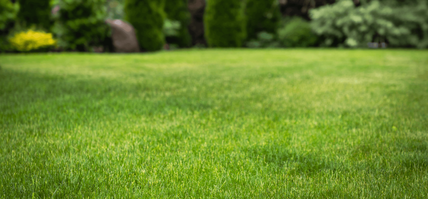 How and when to top dress a lawn