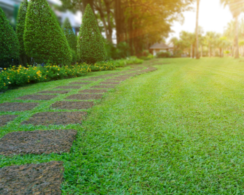 weed free lawn