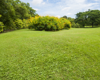 lawn aeration