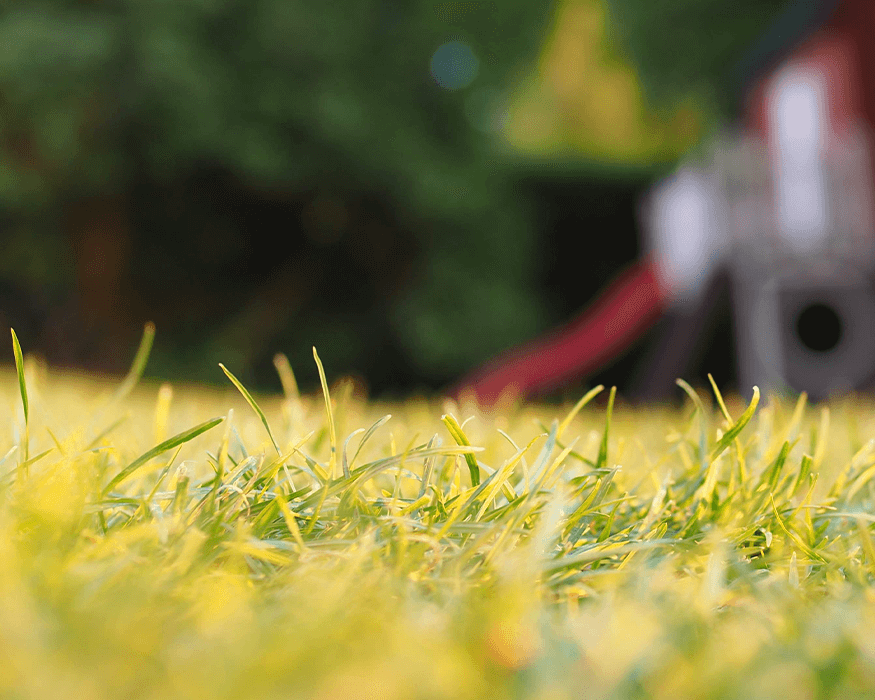 lawn care in extreme heat