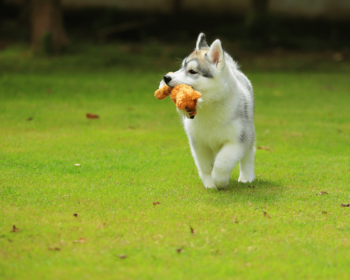 say goodbye to dry patchy grass