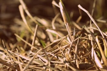 can grass survive drought